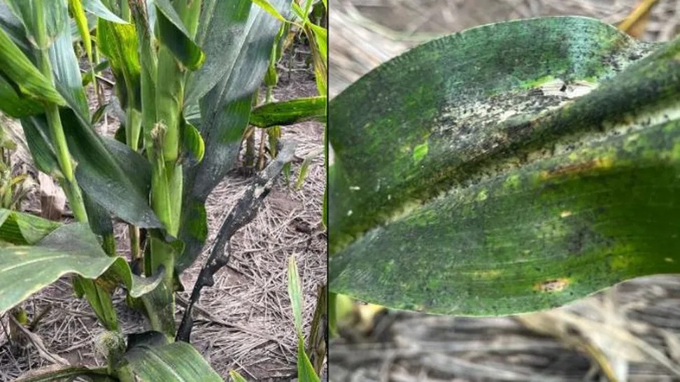 Dalbulus maidis: todas las herramientas necesarias para defender al cultivo de maíz
