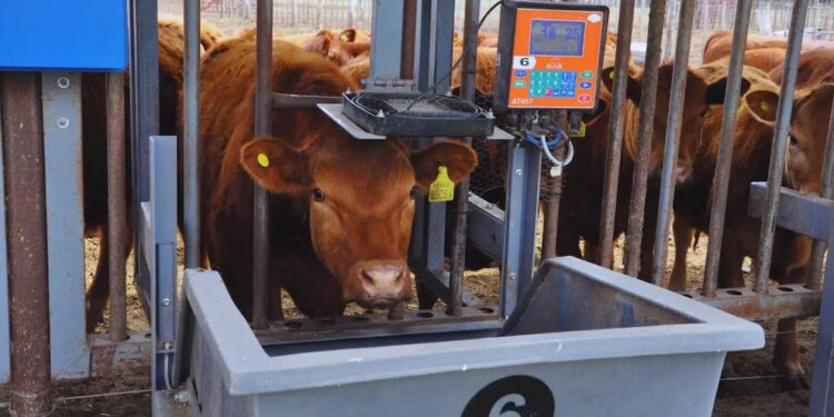 Tecnología inteligente para una ganadería más eficiente: el futuro del campo ya llegó