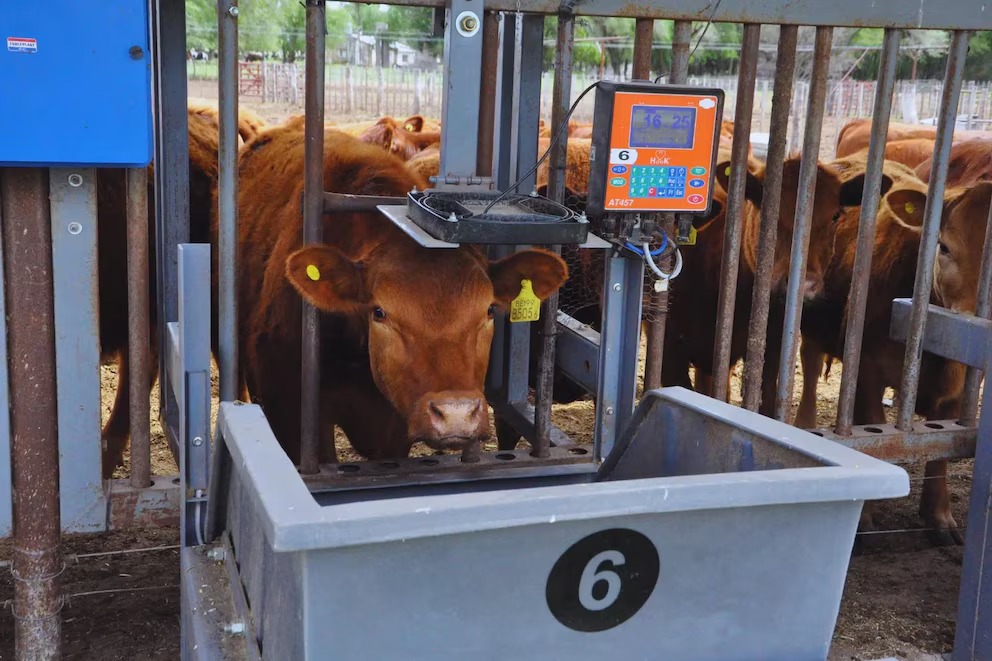 Tecnología inteligente para una ganadería más eficiente: el futuro del campo ya llegó