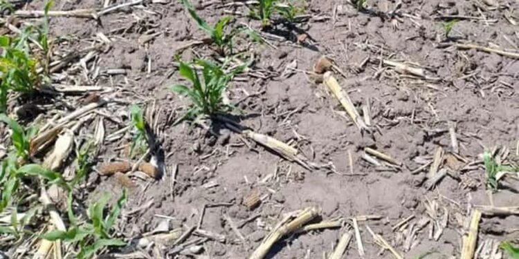 Brindan consejos para manejo de malezas en sorgo y alternativas para control de maíces “guachos”