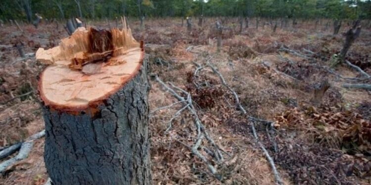 Argentina pidió postergar el reglamento de libre deforestación