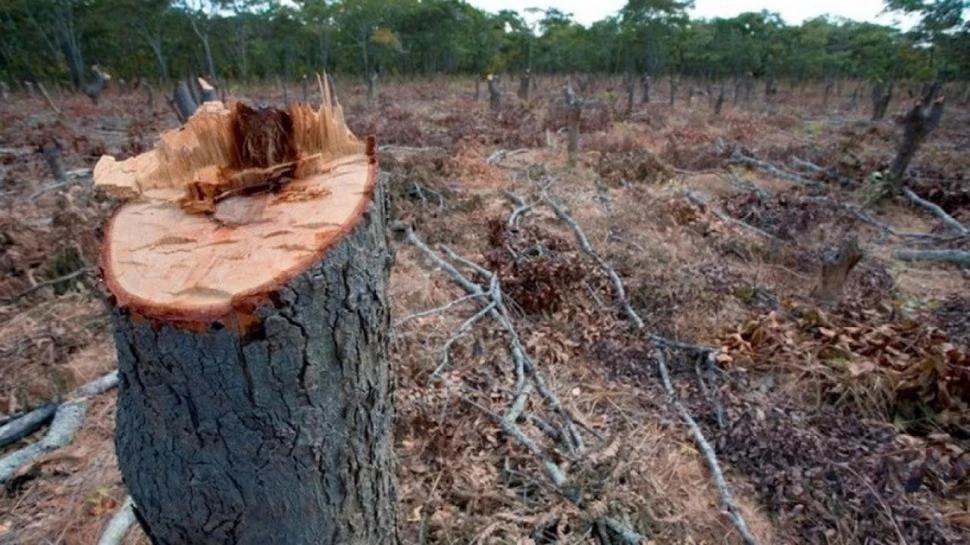 Argentina pidió postergar el reglamento de libre deforestación
