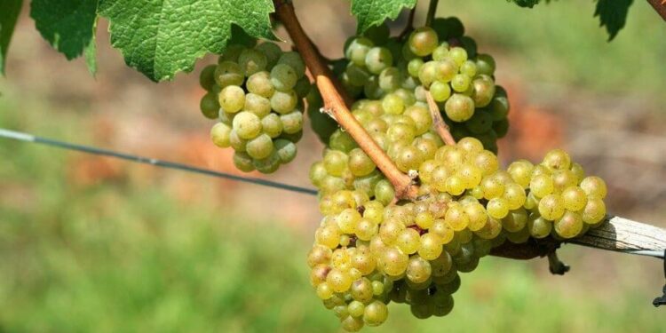 “El 94% de los viñedos son de alta calidad”: Buenos Aires comienza a fortalecerse en el mapa del vino