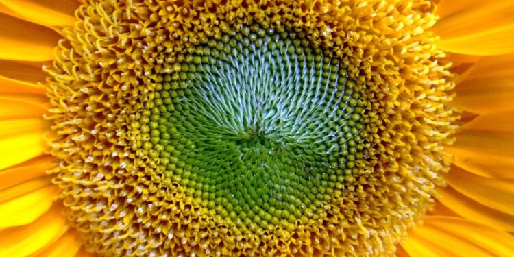 Alerta por la planta invasora jopo: cómo prevenir su llegada al país