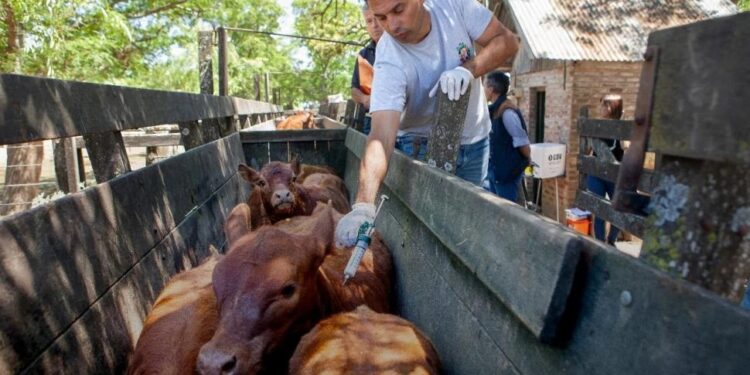 Aftosa: arrancó la segunda campaña de vacunación