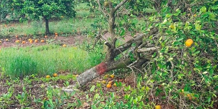 HLB: el Senasa erradicó una veintena de plantas cítricas en localidades de Corrientes