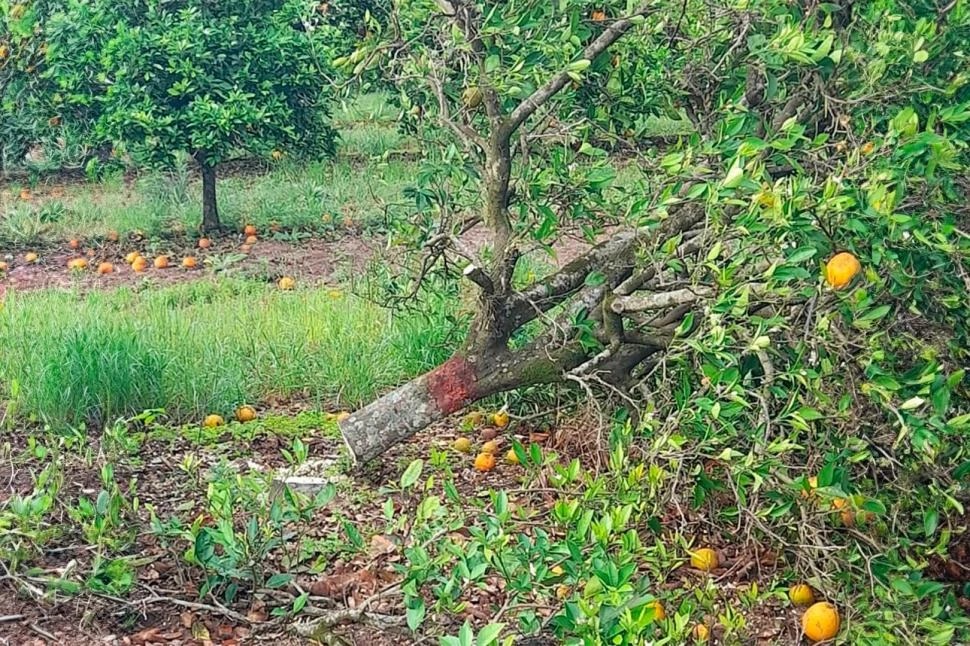 HLB: el Senasa erradicó una veintena de plantas cítricas en localidades de Corrientes