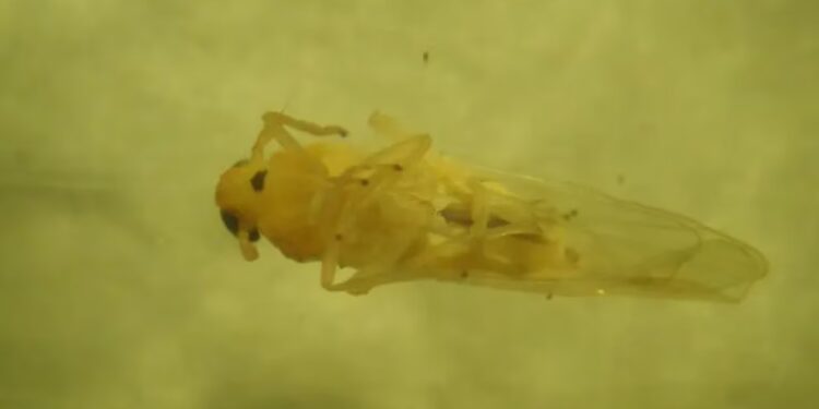 Alerta en el agro argentino: detectan la peligrosa chicharrita africana