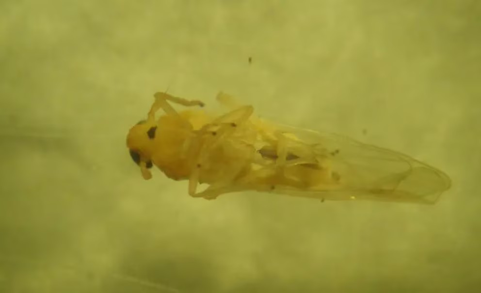 Alerta en el agro argentino: detectan la peligrosa chicharrita africana