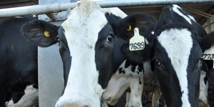 Se recupera la producción de leche