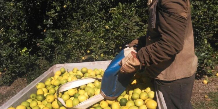 En el último lustro, producir una hectárea de limón en Tucumán costó una media de U$S 2.367