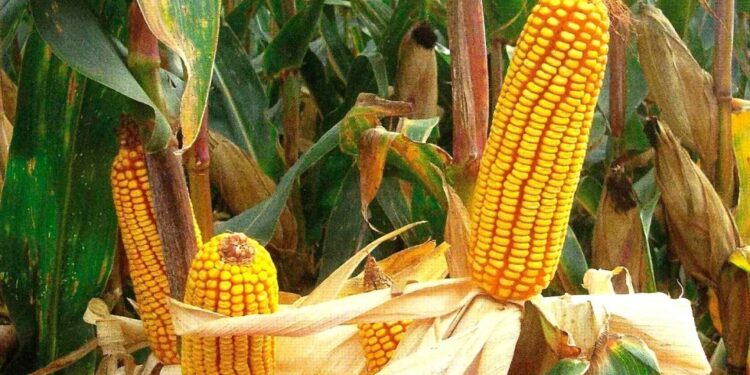 La Nación autorizó un nuevo cultivo transgénico de maíz