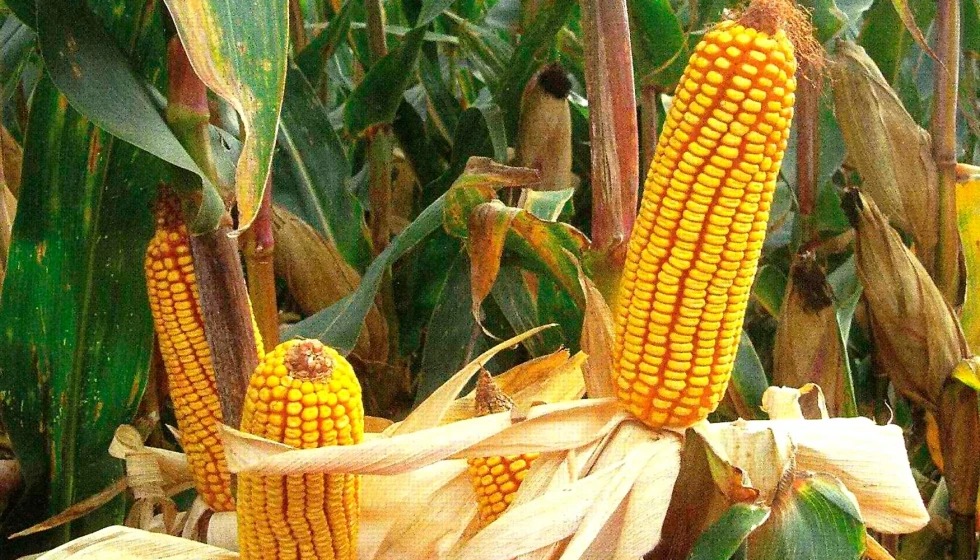 La Nación autorizó un nuevo cultivo transgénico de maíz
