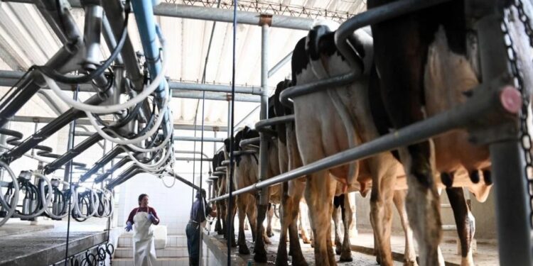 La producción de leche registró una recuperación durante el mes pasado