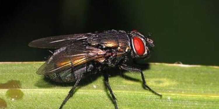 Uruguay avanza en un acuerdo con Insitituto argentino para erradicar la mosca de la bichera