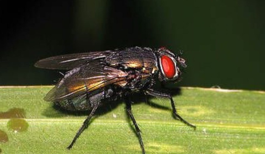 Uruguay avanza en un acuerdo con Insitituto argentino para erradicar la mosca de la bichera