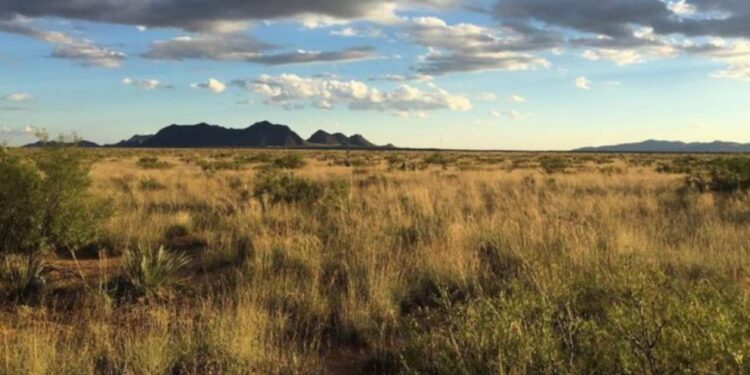 Un estudio inédito evidencia un grave problema de los ecosistemas áridos