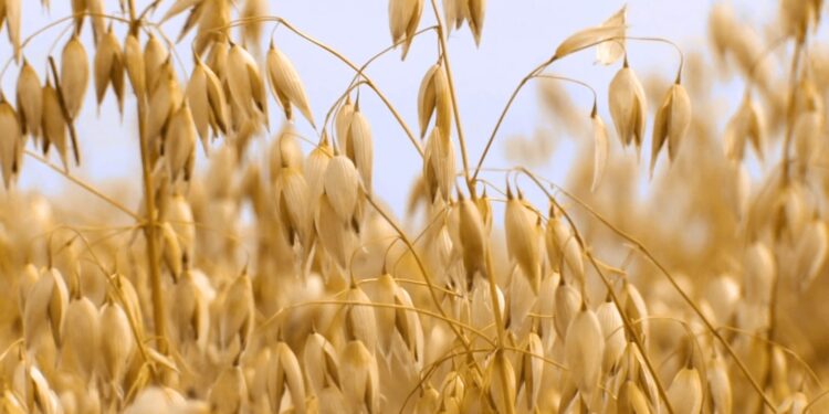 Innovación en avena: primera variedad apta para celíacos en Argentina