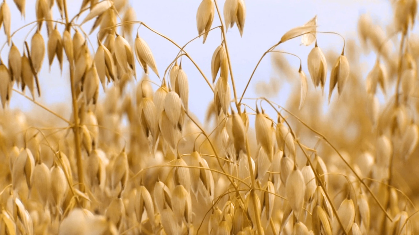 Innovación en avena: primera variedad apta para celíacos en Argentina