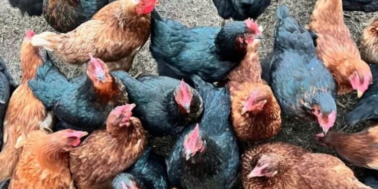 Un modelo que crece y se consolida: en las gallinas “libres” están los huevos “de oro”