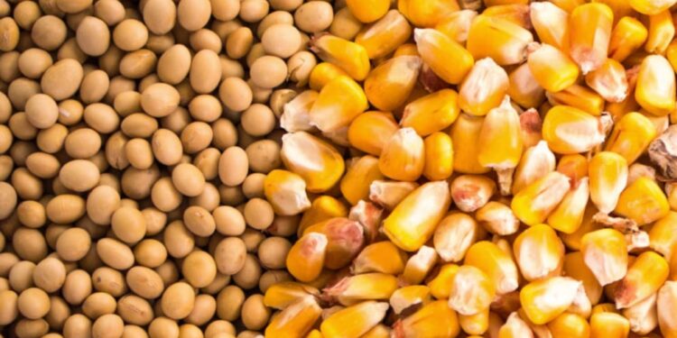 Sólo 35% de los productores agropecuarios haría inversiones en 2025
