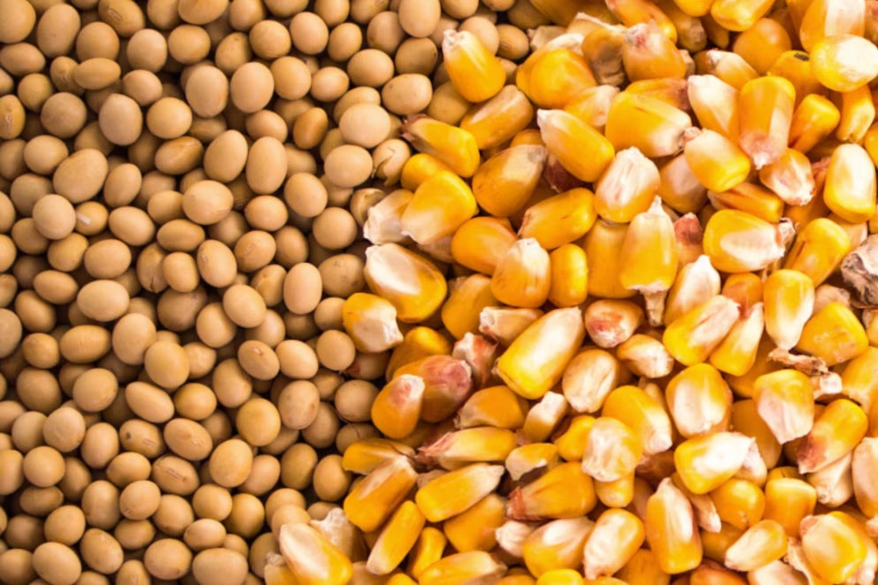 Sólo 35% de los productores agropecuarios haría inversiones en 2025