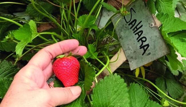 Producción de frutilla en Tucumán: balance de la campaña y desafíos futuros