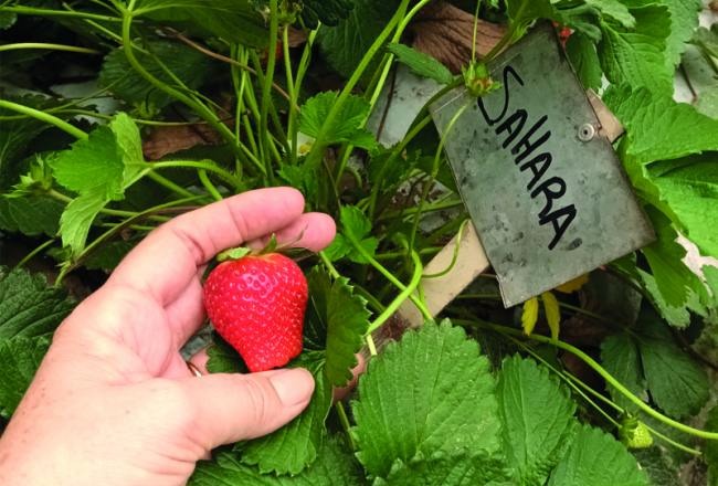 Producción de frutilla en Tucumán: balance de la campaña y desafíos futuros