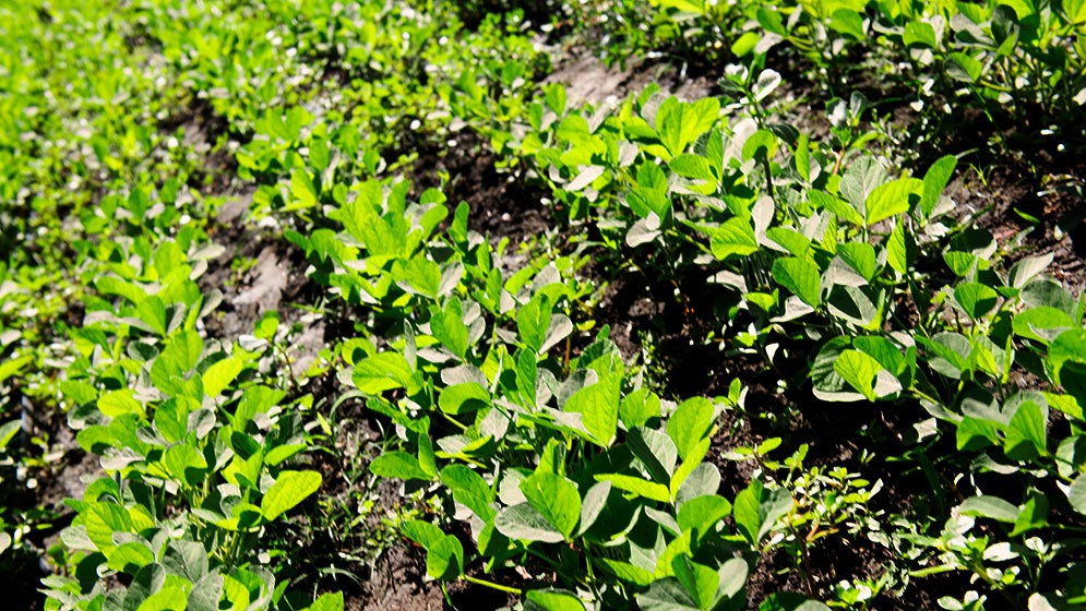 Avances en biotecnología: procesos clave en el crecimiento vegetal para mejorar el rendimiento agrícola