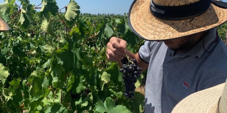 En Mendoza, una bodega y el INTA maridaron una alianza que busca poner en valor a las uvas “criollas”