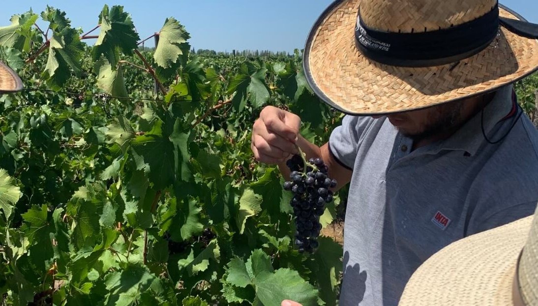En Mendoza, una bodega y el INTA maridaron una alianza que busca poner en valor a las uvas “criollas”