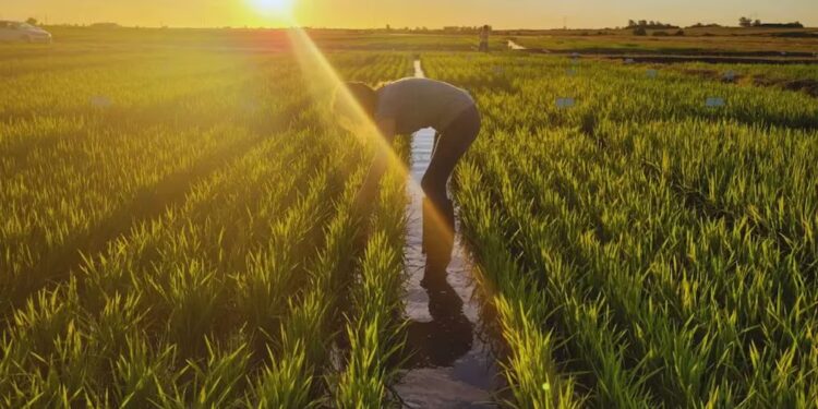 Arroz argentino, reconocido mundialmente por su calidad