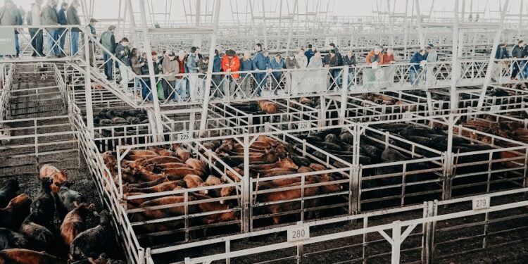 En la recta final de 2024, el precio de la hacienda sigue sin mostrar signos de reactivación