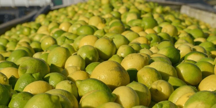 Nuevos mercados: Ecuador abre sus fronteras a más productos agroindustriales argentinos