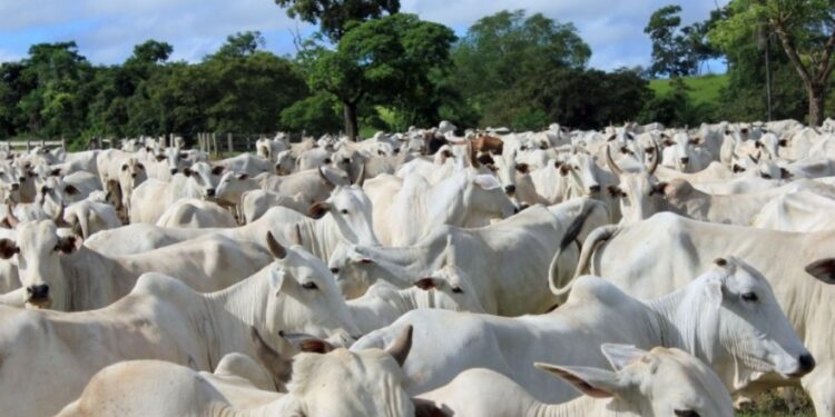 Brasil: Gobierno vuelve a la carga por impuesto a la carne vacuna