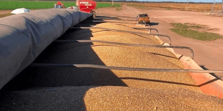 El trigo enciende esperanzas: la cosecha comenzó con el mayor movimiento de camiones en 7 años