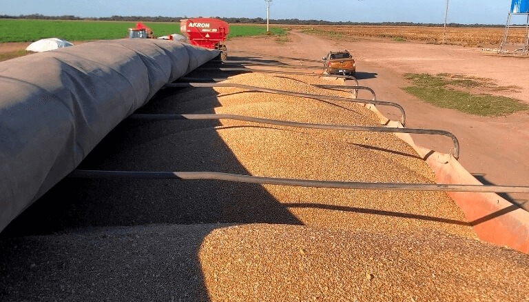 El trigo enciende esperanzas: la cosecha comenzó con el mayor movimiento de camiones en 7 años