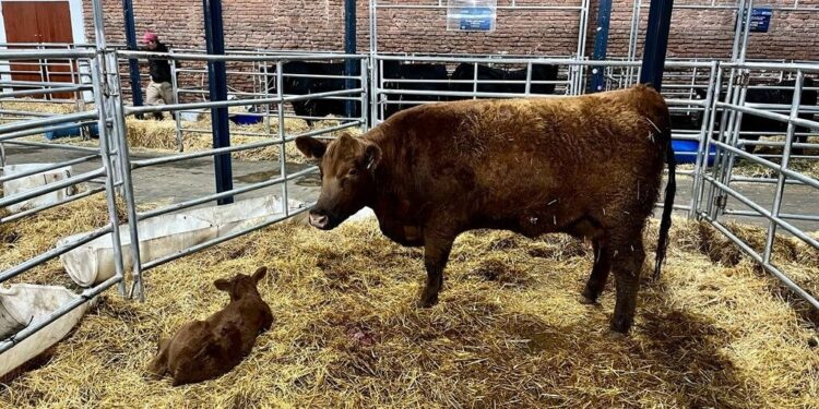 En medio del estancamiento de la hacienda, la genética bovina hace diferencia: subas de hasta 523%