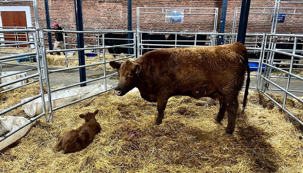 En medio del estancamiento de la hacienda, la genética bovina hace diferencia: subas de hasta 523%