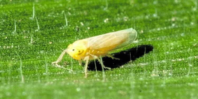 Sector maicero: detectan la presencia de dalbulus maidis en condados de Nueva York