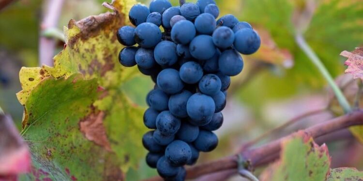 La “revolución verde” de la uva: crece el consumo de vinos orgánicos