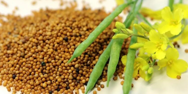 La “mostaza etíope”, un cultivo de gran capacidad para generar biocombustibles para aviones