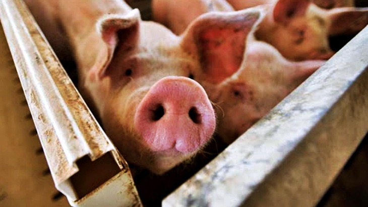 Entrevista exclusiva: la situación actual, precios y consumo en el sector porcino
