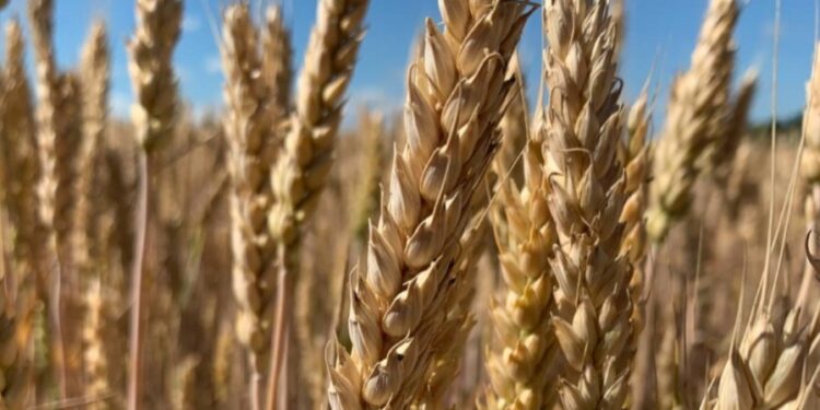 El gobierno brasileño interviene el mercado del trigo en Río Grande