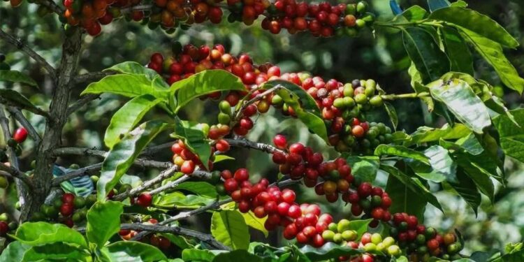 Sabor y aroma internacional: Vivero Citrus impulsa el primer café premium de Tucumán