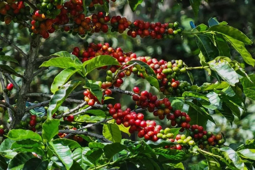 Sabor y aroma internacional: Vivero Citrus impulsa el primer café premium de Tucumán