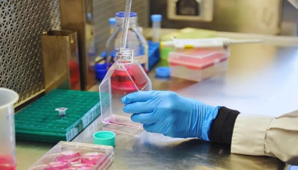 Sanidad animal: investigadores argentinos desarrollan vacunas de tercera generación contra la rabia