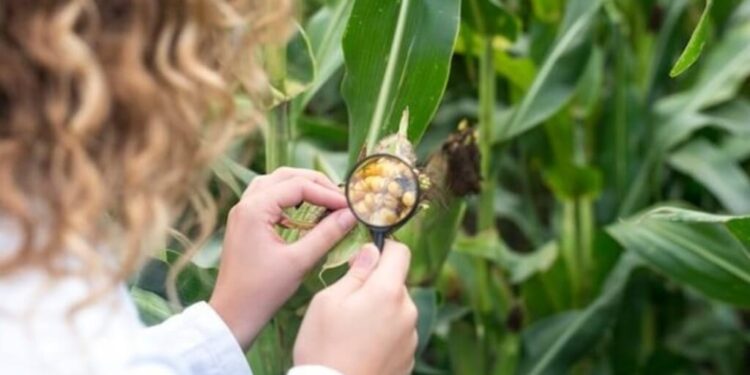 Control de la chicharrita del maíz: evitar aplicaciones preventivas y preservar los controladores naturales