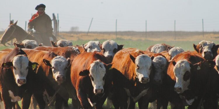 La Mesa de Carne Sustentable alertó por el impacto de antibióticos de uso veterinario en la salud humana