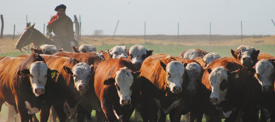 La Mesa de Carne Sustentable alertó por el impacto de antibióticos de uso veterinario en la salud humana